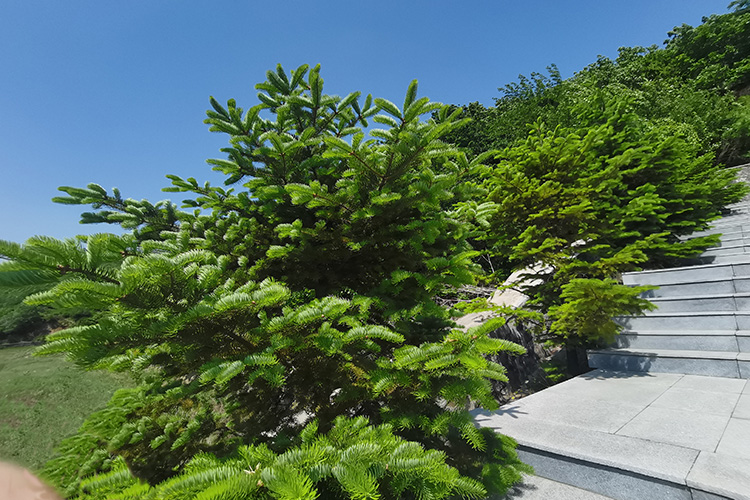 辽宁沈阳观陵山墓园怎么样？面积有多大？